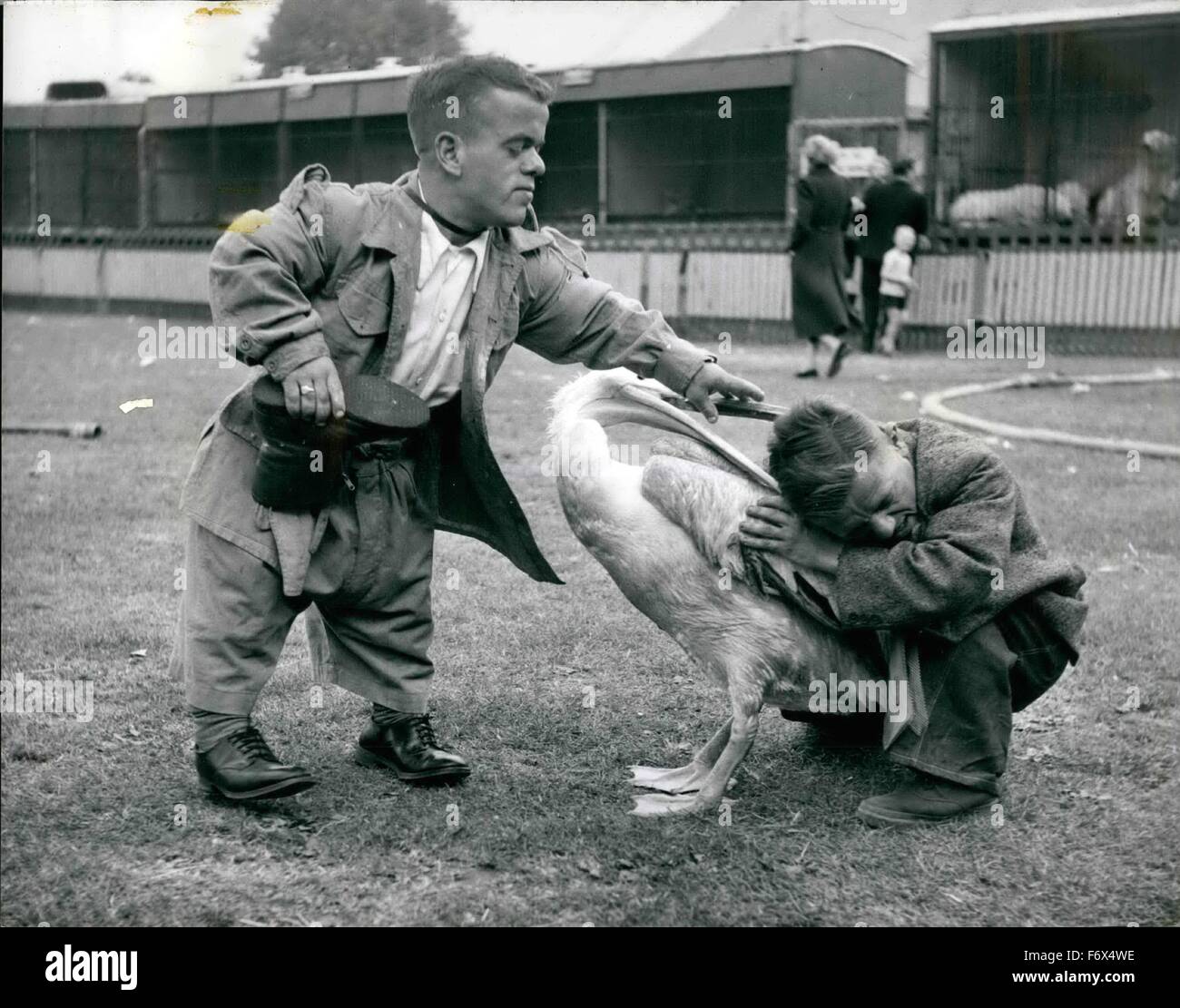 1958 - Peter nearly gets by the boot! Peter is a very fine pelican who regularly performs at the great Chipperfield Circus, now appearing for the first time on Clapham Common. Peter is paid handsomely for his work in the shape of luscious herrings every week, but he's greedy bird and when he saw a boot lying around he decided it might make a tasty dish and in a matter of seconds the boot had vanished down his throat. Fortunately Hubert and Herbert, his midget friends saw what transpired and came hurrying across and while Herbert held Peter, Hubert thrust his arm down the bird's throat and mana Stock Photo