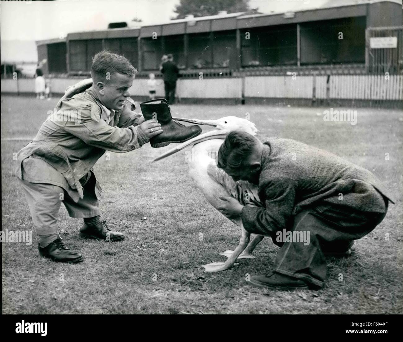 1958 - Peter Nearly gets the boot.: peter is a very fine pelican who regularly perform at the great Chipperfield Circus, now appearing for the first time on Clapham Common. Peter ids paid handsomely for his work of luscious herrings every week, but he's a greedy bird and when he saw a boot lying around he decided it might make a tasty dish and in a matter of seconds the boot had vanished down his throat. Fortunately Hubert and Herbert, his midget friends saw what transpired and came hurrying across and while Herbert hold Peter, Hubert thrust his arm down the birds throat and managed to retriev Stock Photo