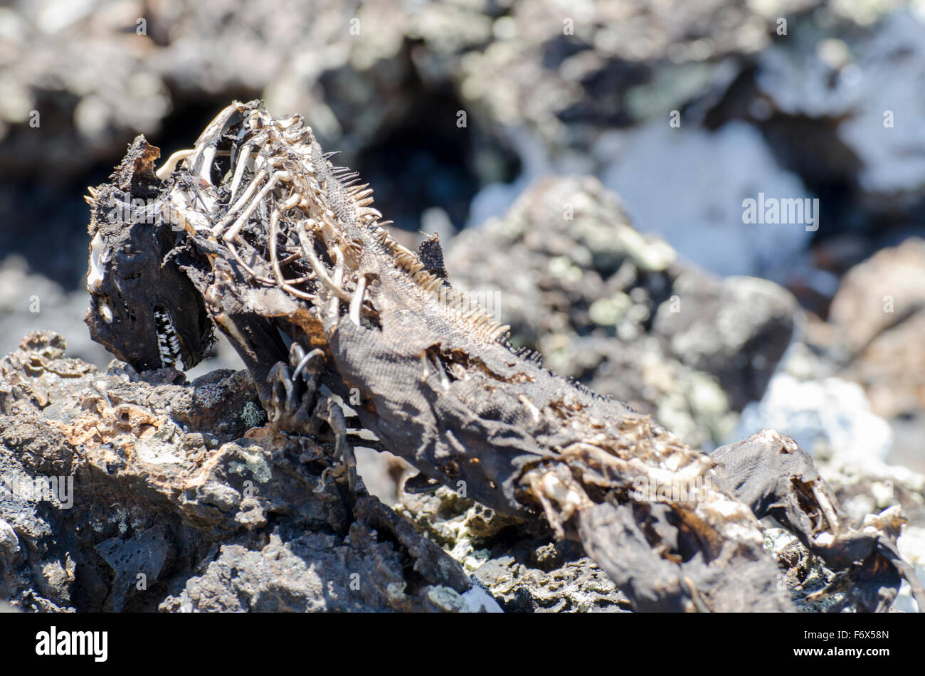 Cycle of LIfe, carcass of marine iguana Stock Photo
