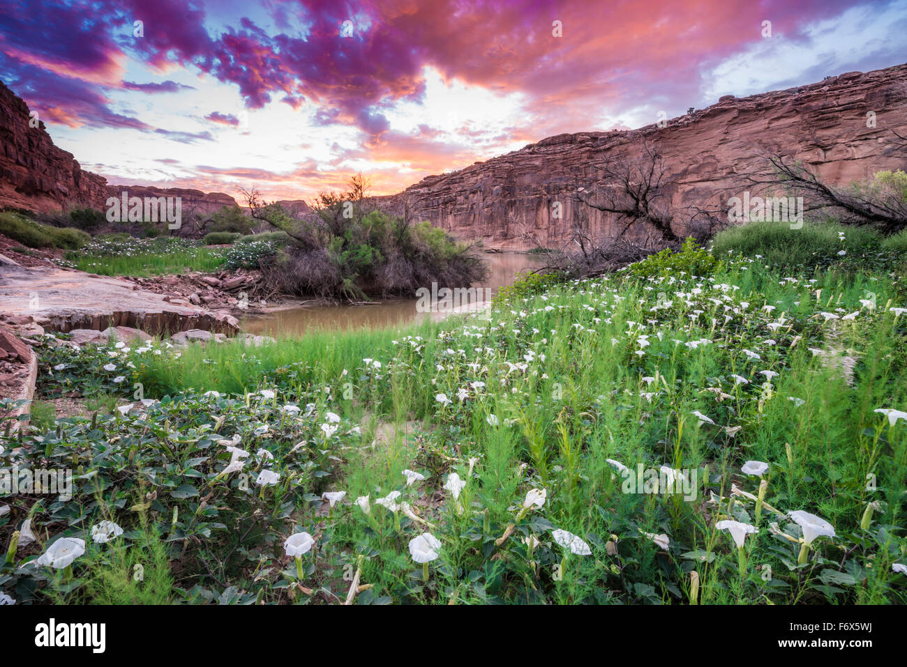 Sacred datura blooms at sunrise along the Colorado River near Moab, Utah, D. Wrightii Stock Photo