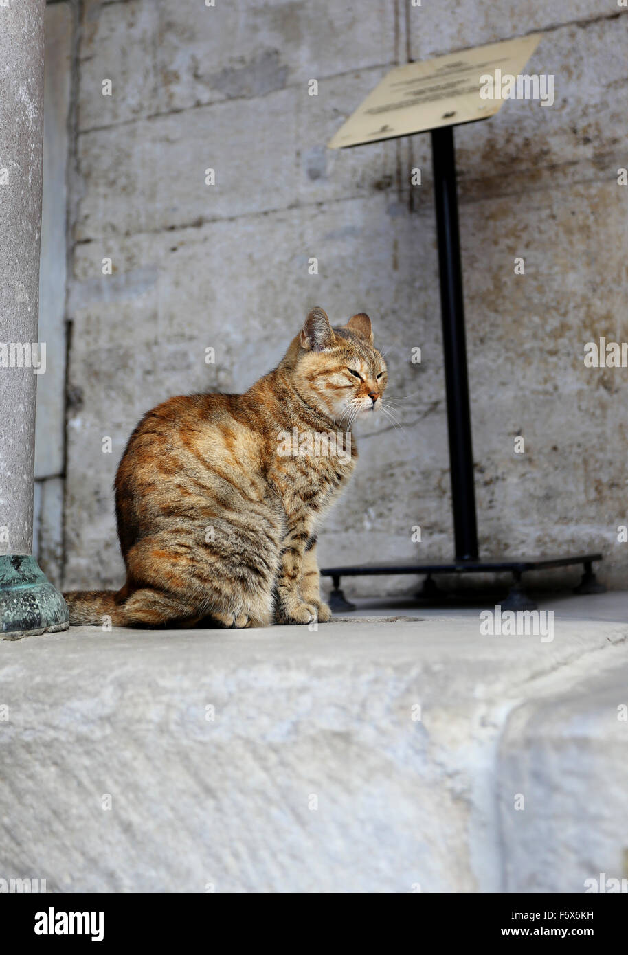 Beautiful portrait of a cat is photographed close-up Stock Photo - Alamy