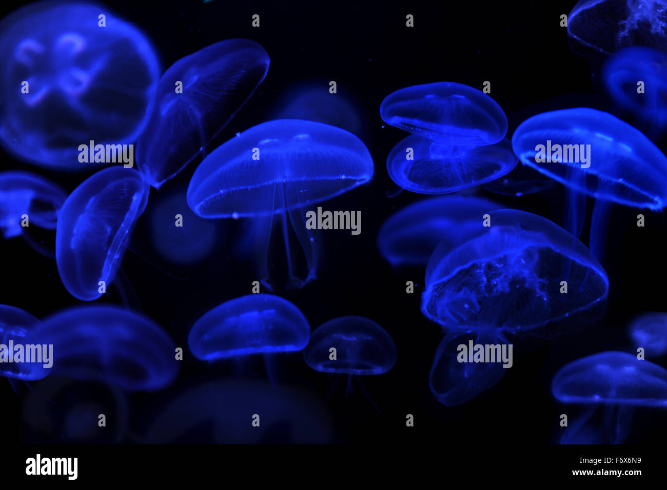 School of moon jellyfish against black background Stock Photo