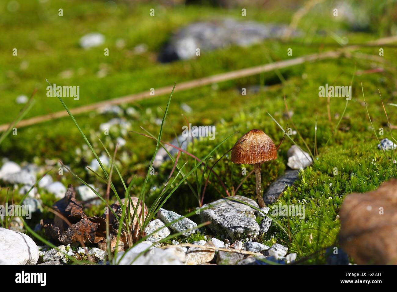Mushroom growing on a carpet of moss and granite pebbles Stock Photo