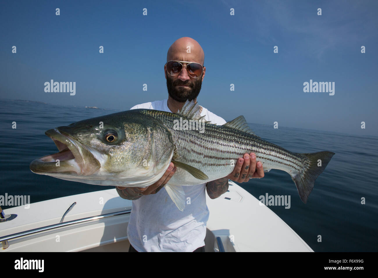 Striper fish hi-res stock photography and images - Alamy