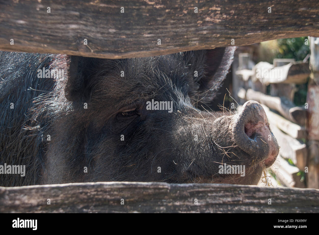 A pig peering through the wooden fence rails; Jarrow, England Stock ...