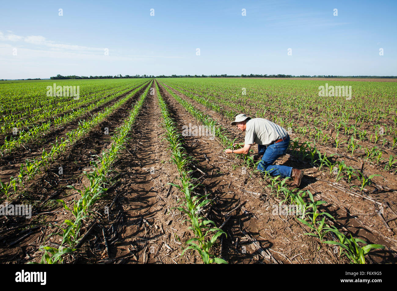 Farmer checking young corn plants at five to six leaf stage for insect pests, reduced tillage method; England, Arkansas, USA Stock Photo