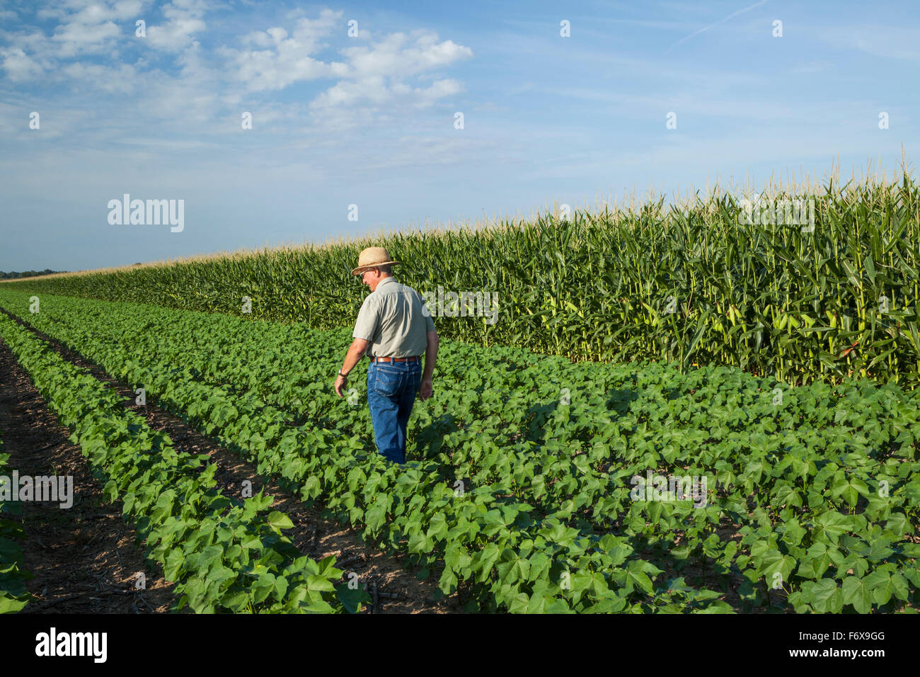 Crop consultant uses tablet to make notes of his observations while checking field of no till cotton in peak fruit development stage Stock Photo