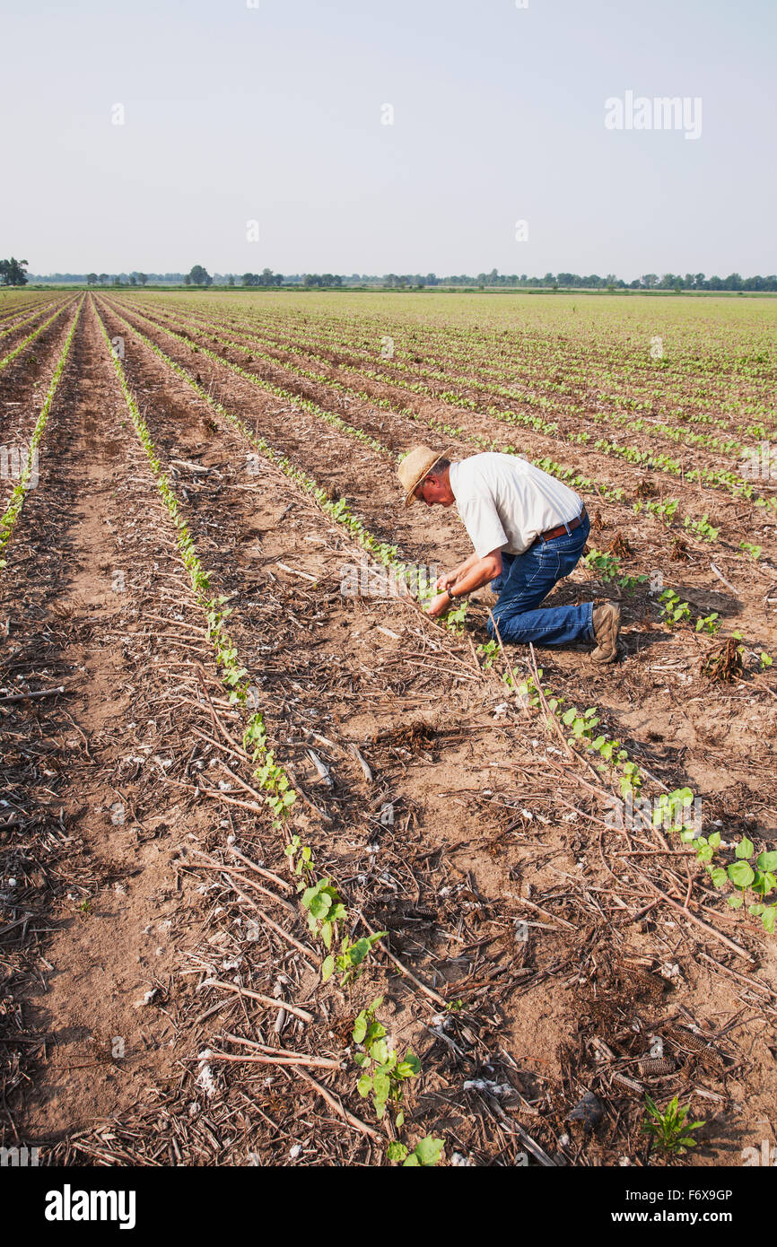 Crop consultant checking no till Roundup ready cotton at four leaf stage with dead weeds controlled by post emergence herbicide, most likely Roundup Stock Photo