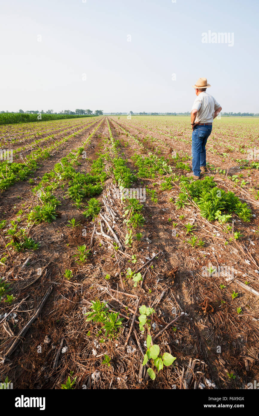 Glyphosate resistant horseweed (marestail) growing uncontrolled in Roundup ready cotton after a postemergence application of Roundup Stock Photo