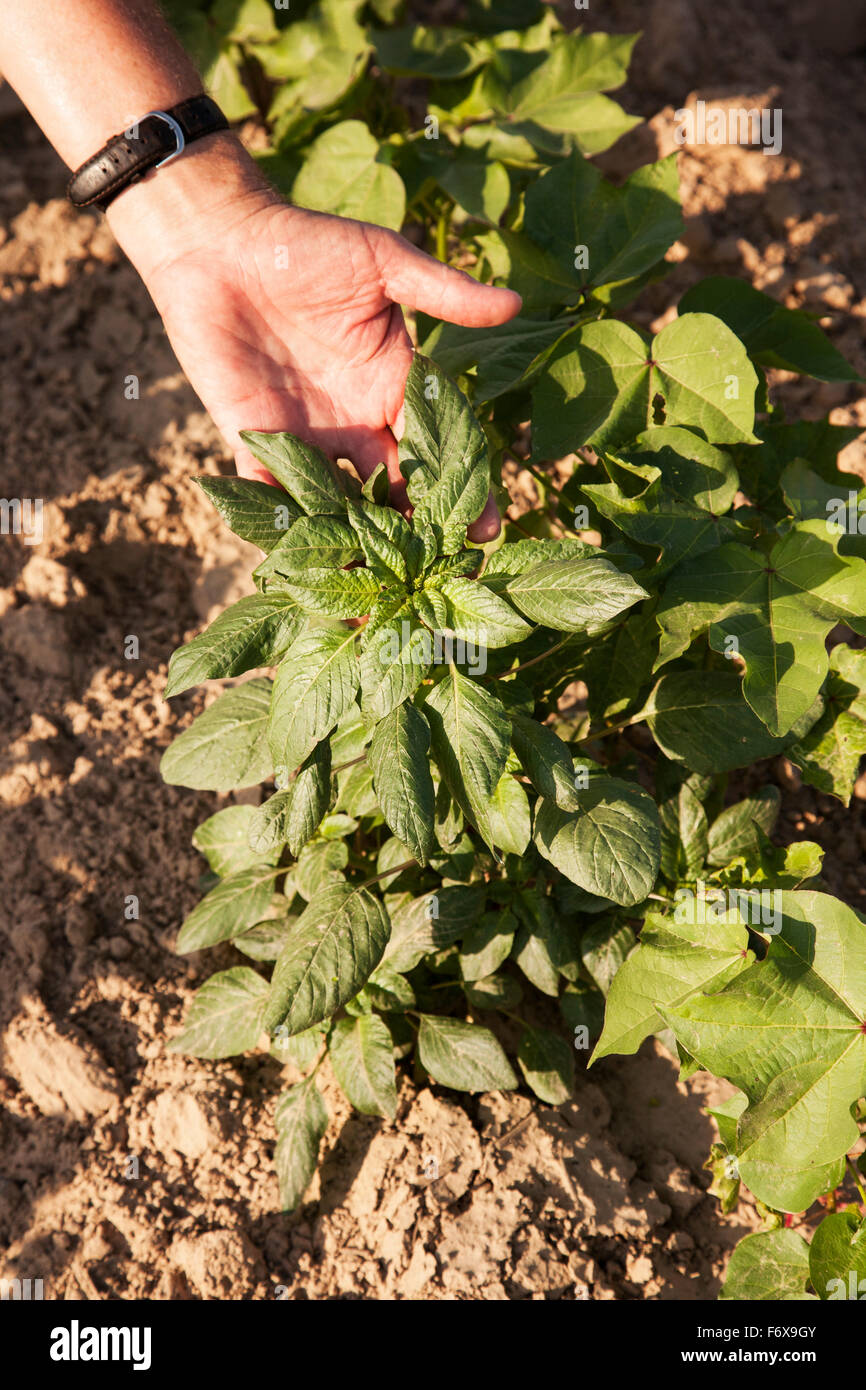 Glyphosate-ready Palmer pigweed thriving (uncontrolled) in Roundup ready cotton where Roundup has been applied and controlled other weed species Stock Photo