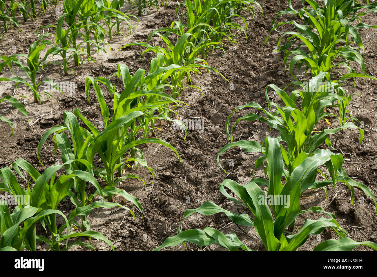Young Corn Crop Rows Usa High Resolution Stock Photography and Images ...