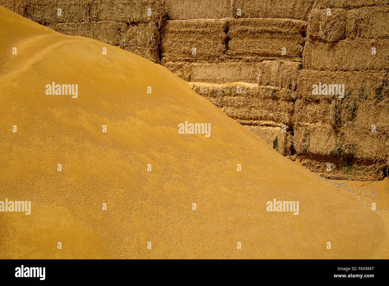 A mound of processed corn (corn gluten meal) used for cattle and