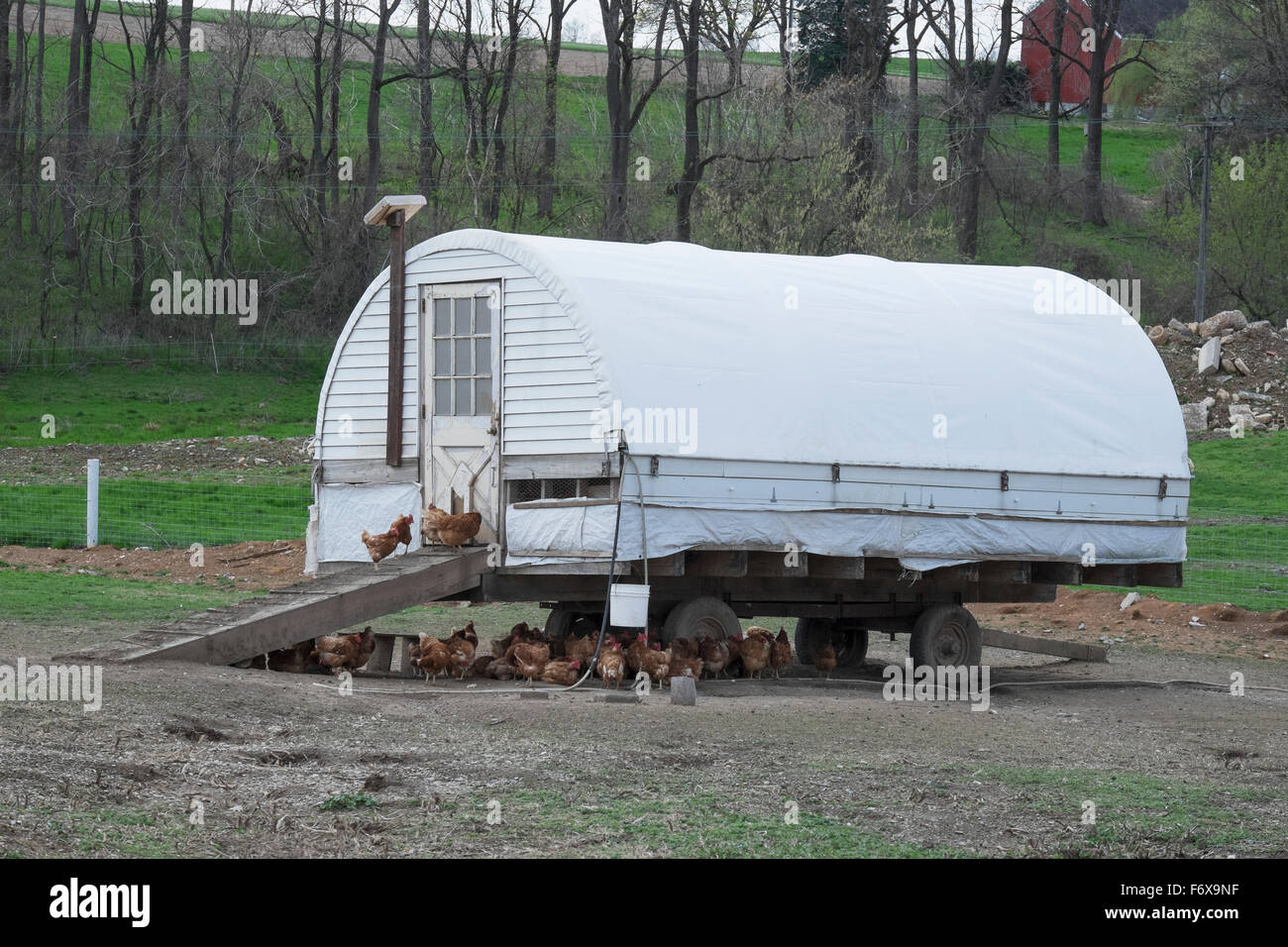 Amish chicken house with Road Island Red chickens; Lancaster