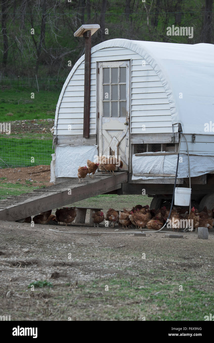 Amish chicken house with Road Island Red chickens; Lancaster