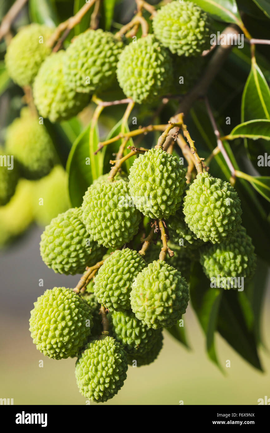 Green lychee (Litchi chinensis) in commercial orchard in South Kona; Kona, Island of Hawaii, Hawaii, United States of America Stock Photo
