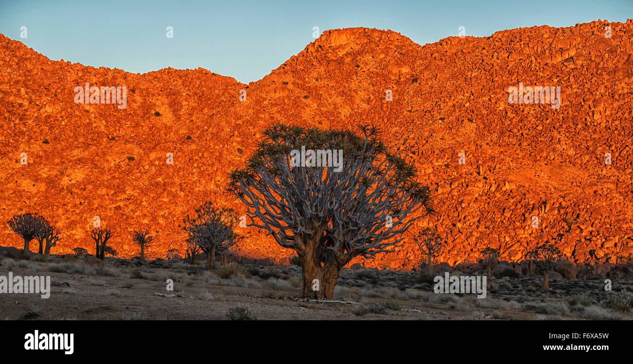 The rising sun illuminates the mountains of Richtersveld National Park as the Kookerboom trees stand silent in the desert; South Africa Stock Photo