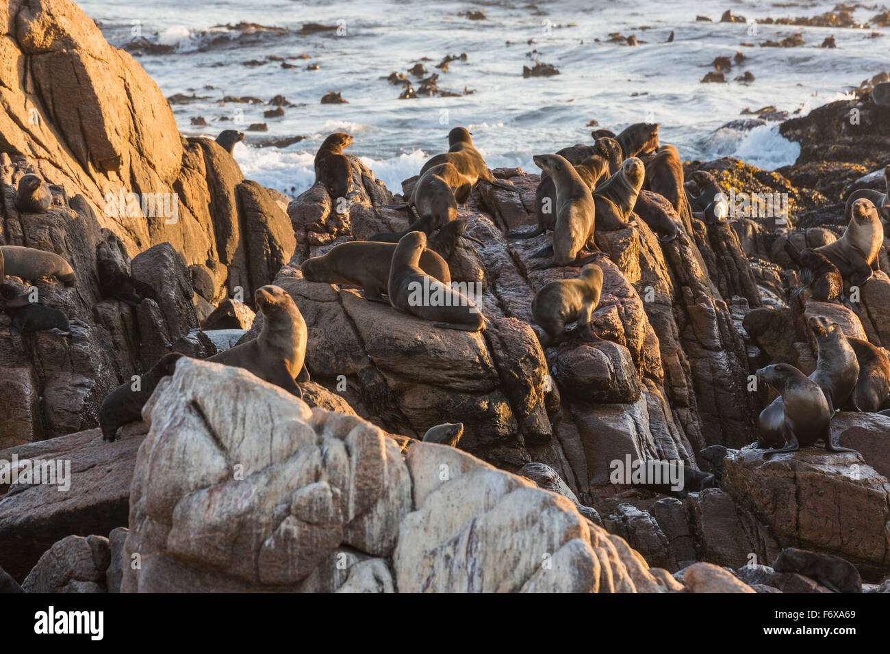 seal-colony-along-the-coast-south-africa-stock-photo-alamy