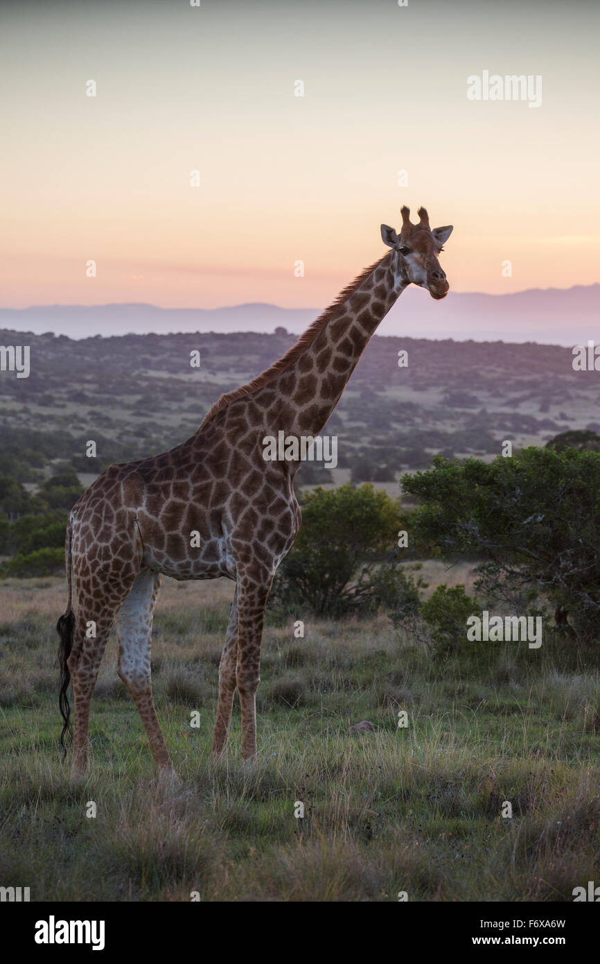 South africa safari sunset animal hi-res stock photography and images ...