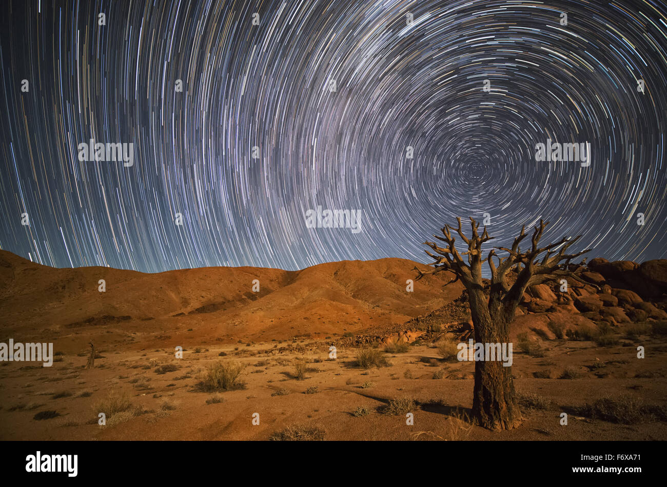 Richtersveld National Park with dead Kookerboom tree and star trails in the night sky; South Africa Stock Photo