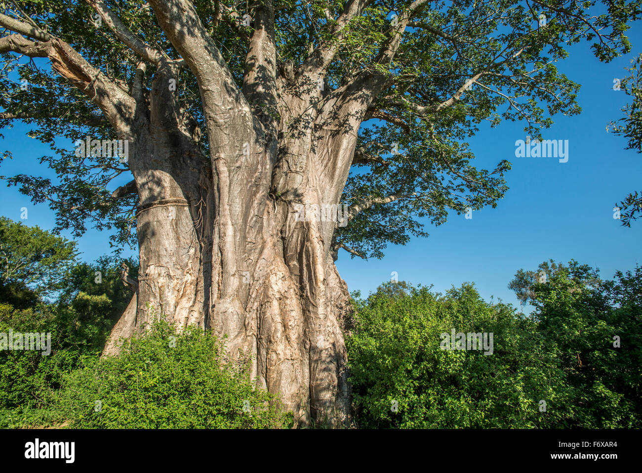 Baobab Tree (Adansonia), Kruger National Park; South Africa Stock Photo ...