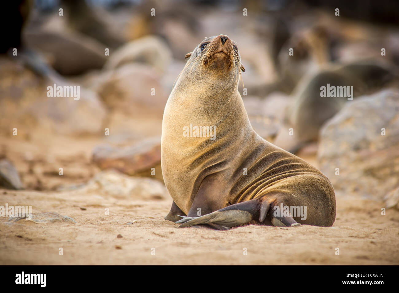 Portrait of a cape fur seal (pinnipedia) amidst the thousands of seals in the Cape Cross Seal Reserve along the Skeleton Coast; Cape Cross, Namibia Stock Photo