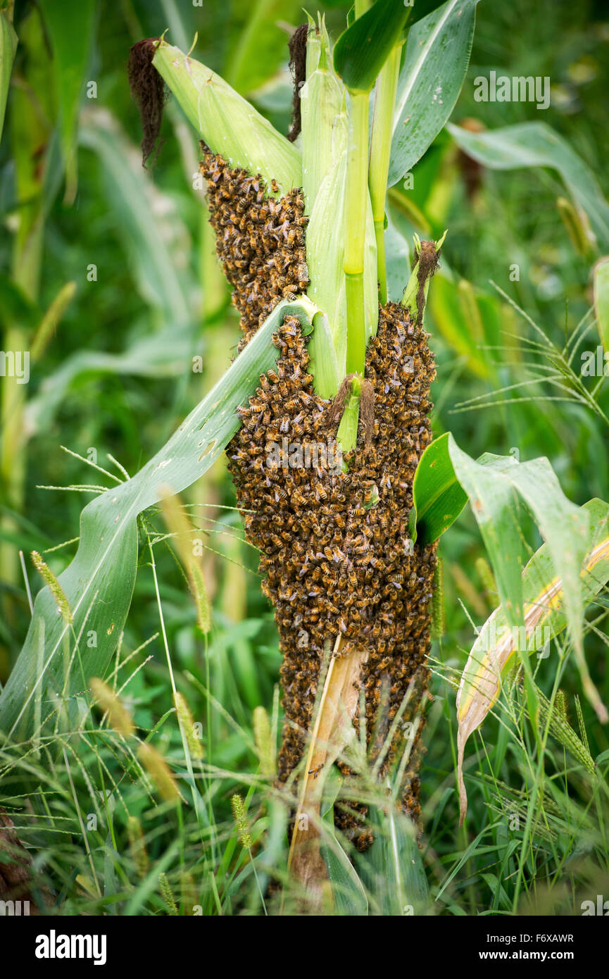 Swarm of honey bees (Apis Mellifera) on stalk of corn; Knoxville, Pennsylvania, United States of America Stock Photo