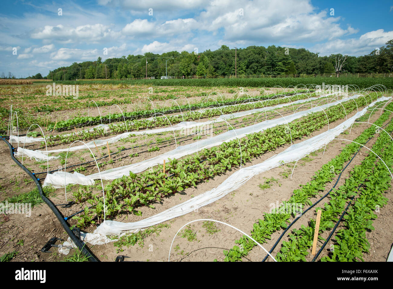 Rows of vegetable plants growing on a farm; Upper Marlboro, Maryland