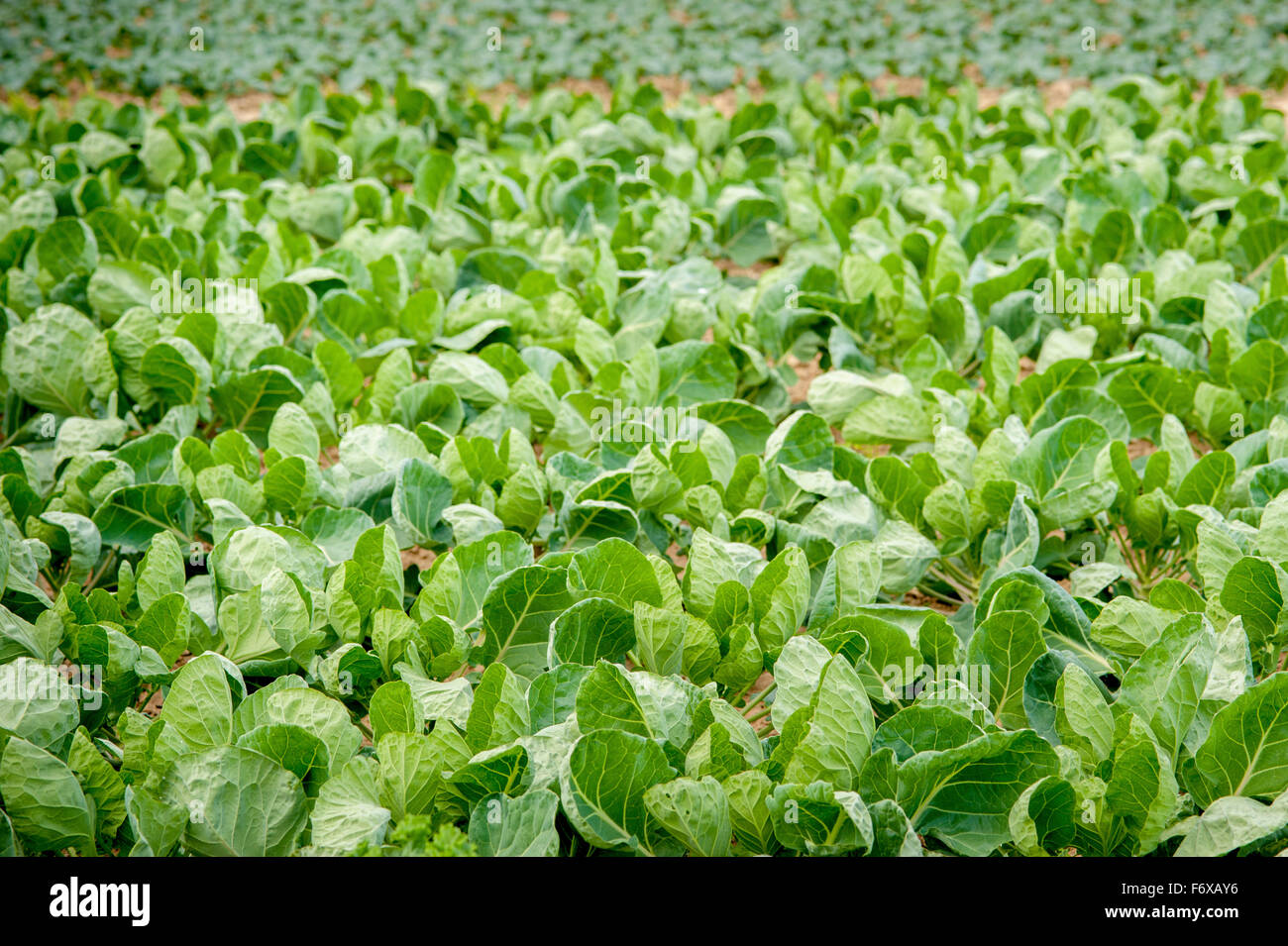 Vegetable plants growing; Denton, Maryland, United States of America Stock Photo