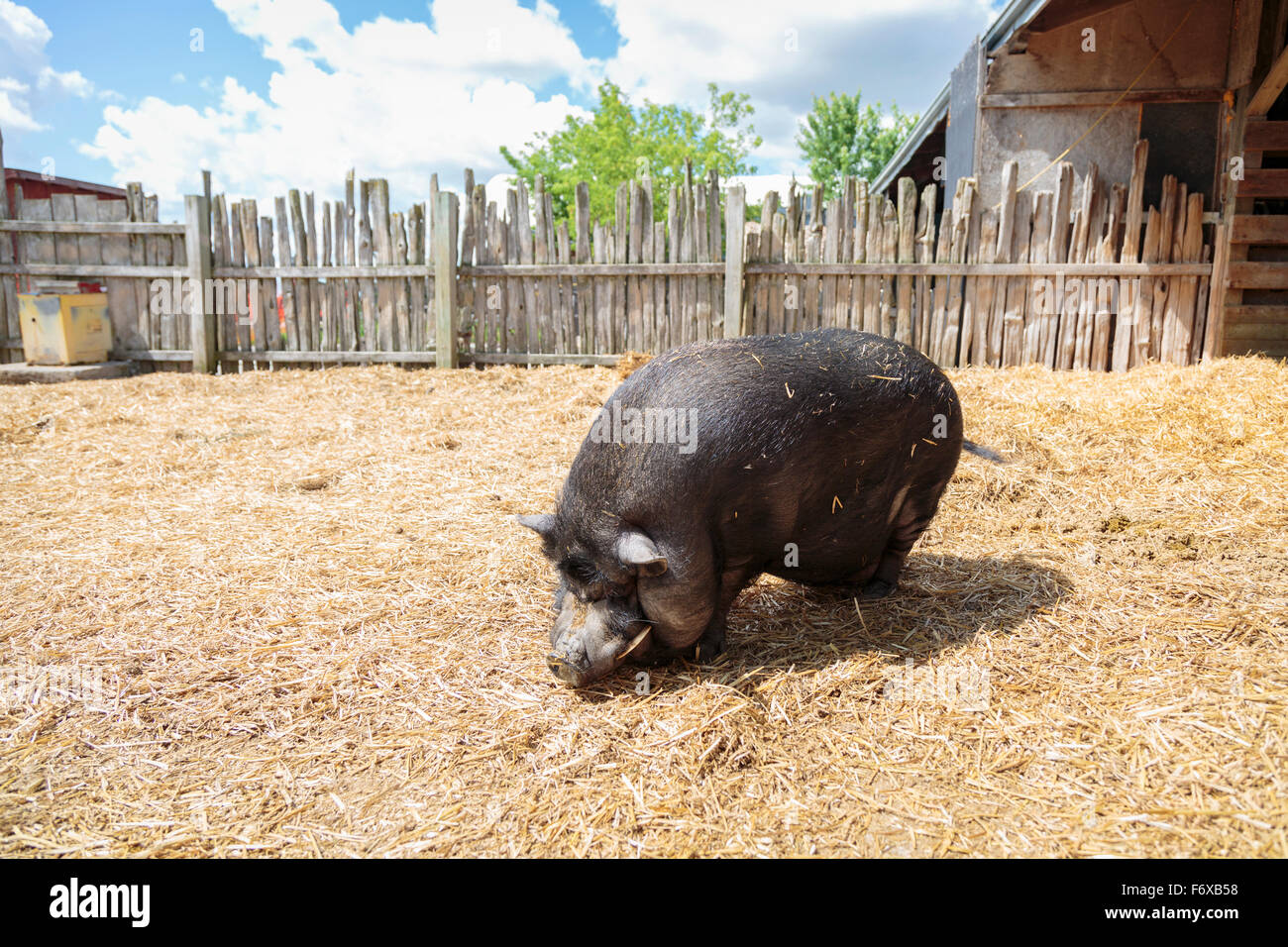 Potbellied pig on farm; Caledon, Ontario, Canada Stock Photo Alamy