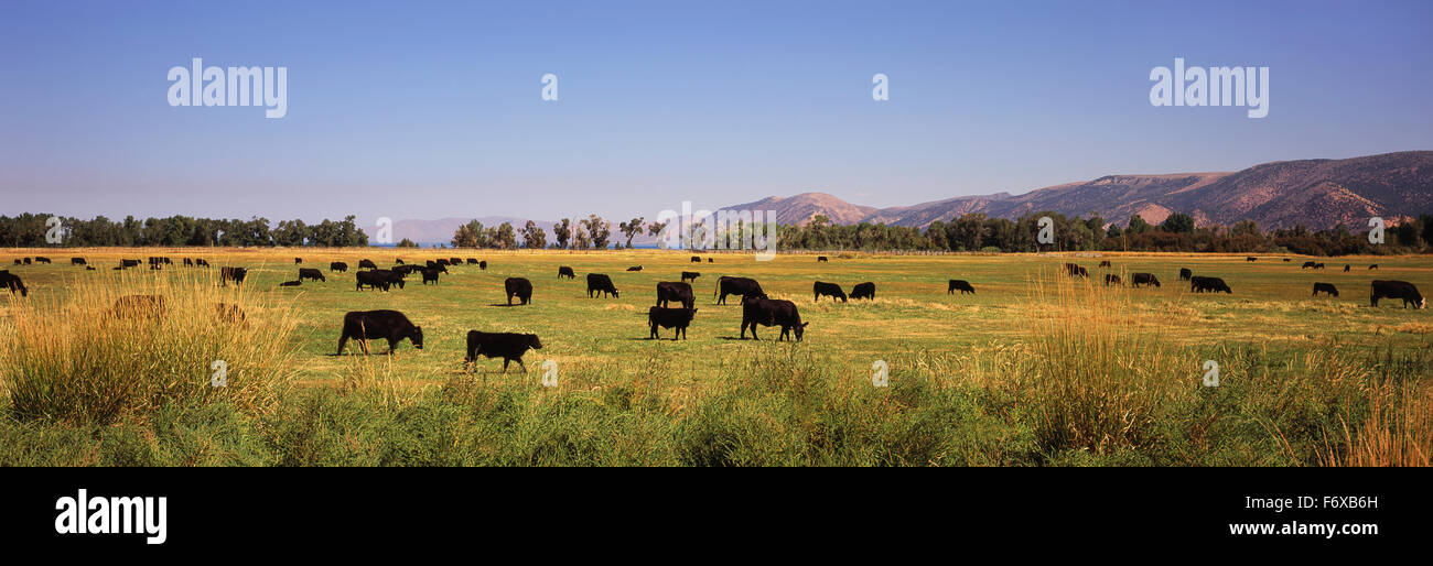 Angus Ranches Utah A herd of Black Angus cattle grazes in a meadow, hills and blue sky ...