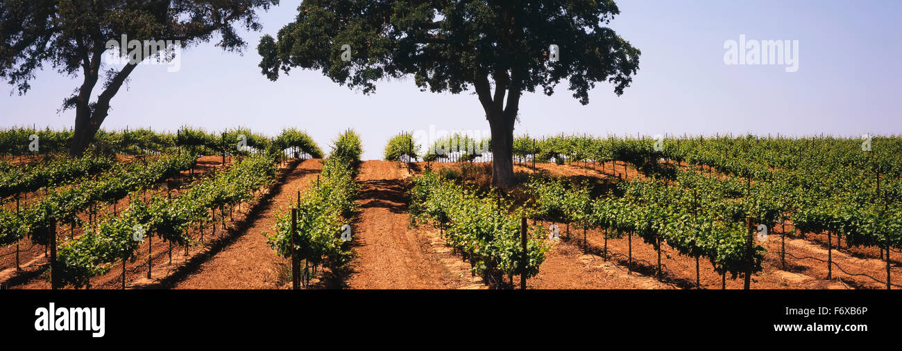 Rows of mid-growth grapevines in late spring on a hillside amid protected live oak trees in California's Central Valley Stock Photo