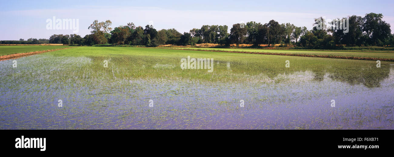 In California's Sacramento River Delta, young rice plants are just emerging in the flooded fields in late spring Stock Photo