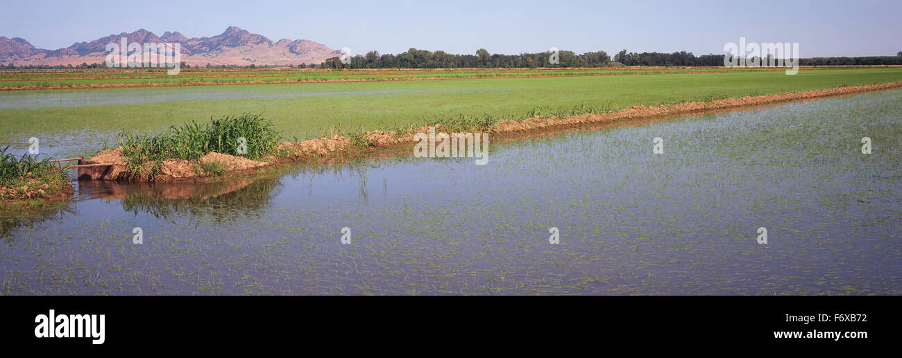 In California's Sacramento River Delta, young rice plants are just emerging in the flooded fields in late spring Stock Photo