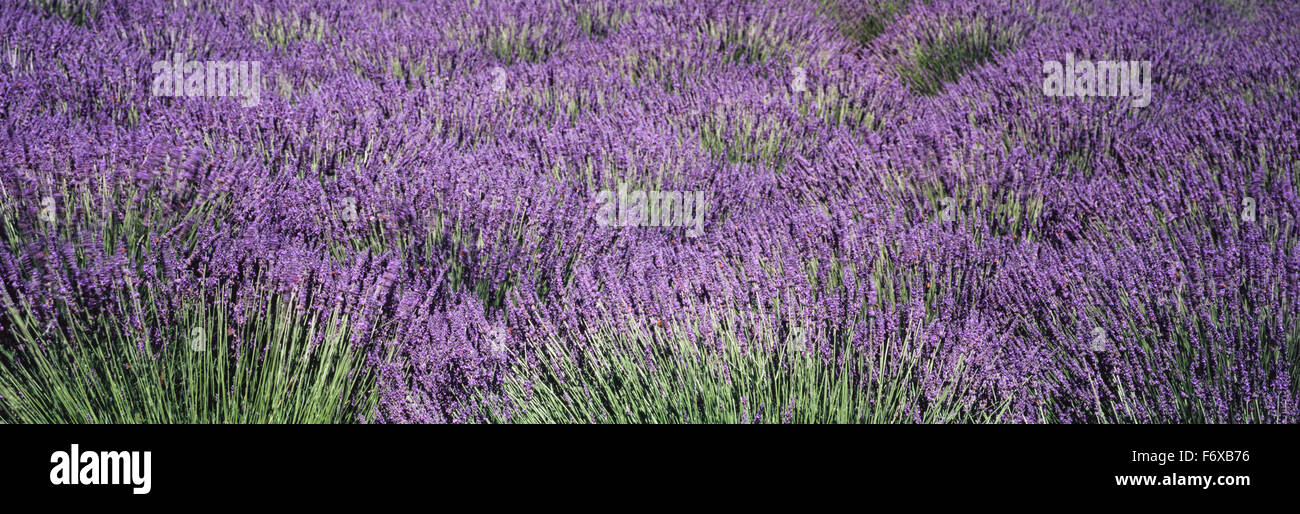 Valley breeze hires stock photography and images Alamy