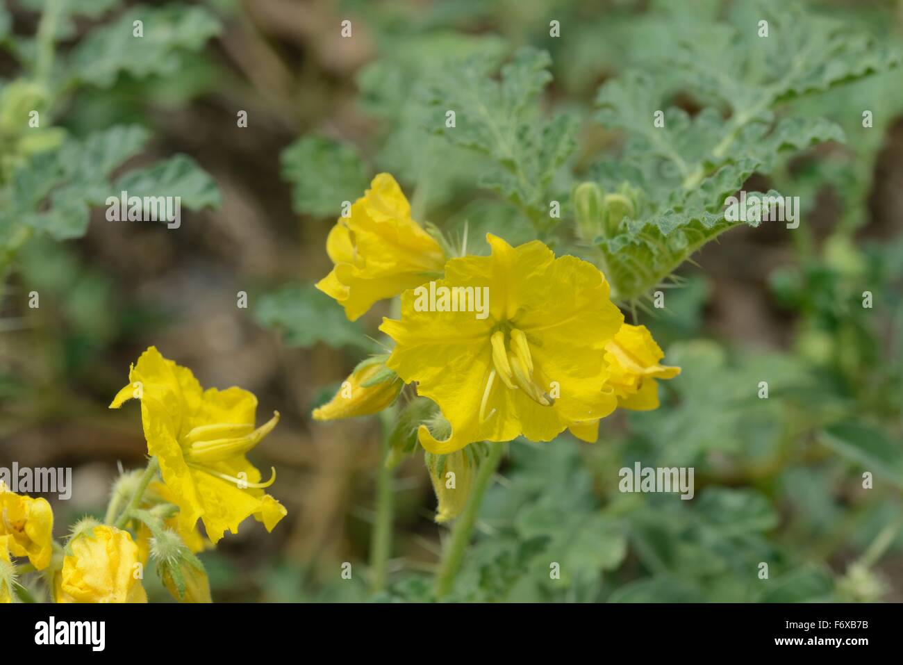 Buffalobur nightshade Stock Photo