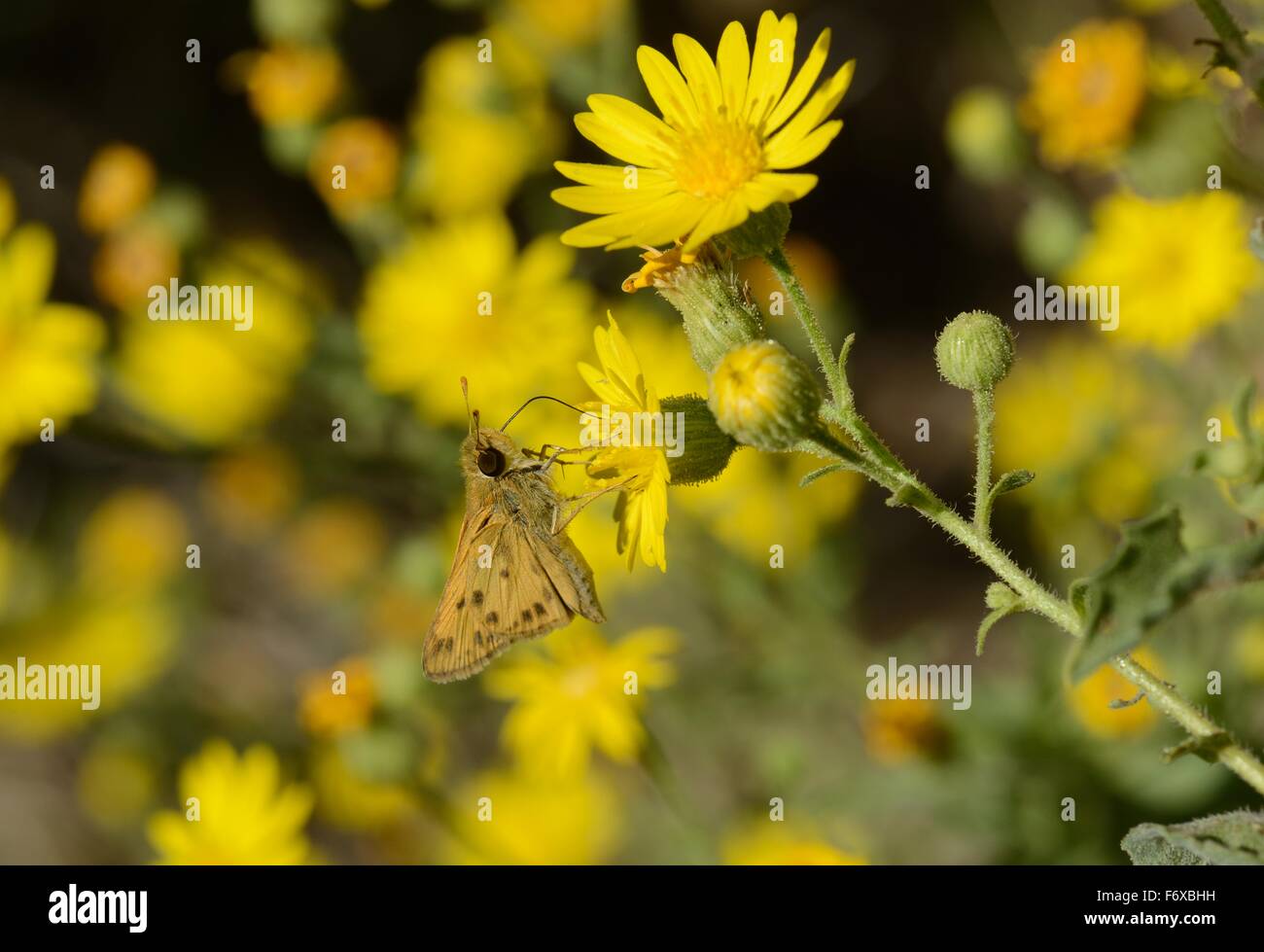 False Goldenaster with Fiery skipper Stock Photo