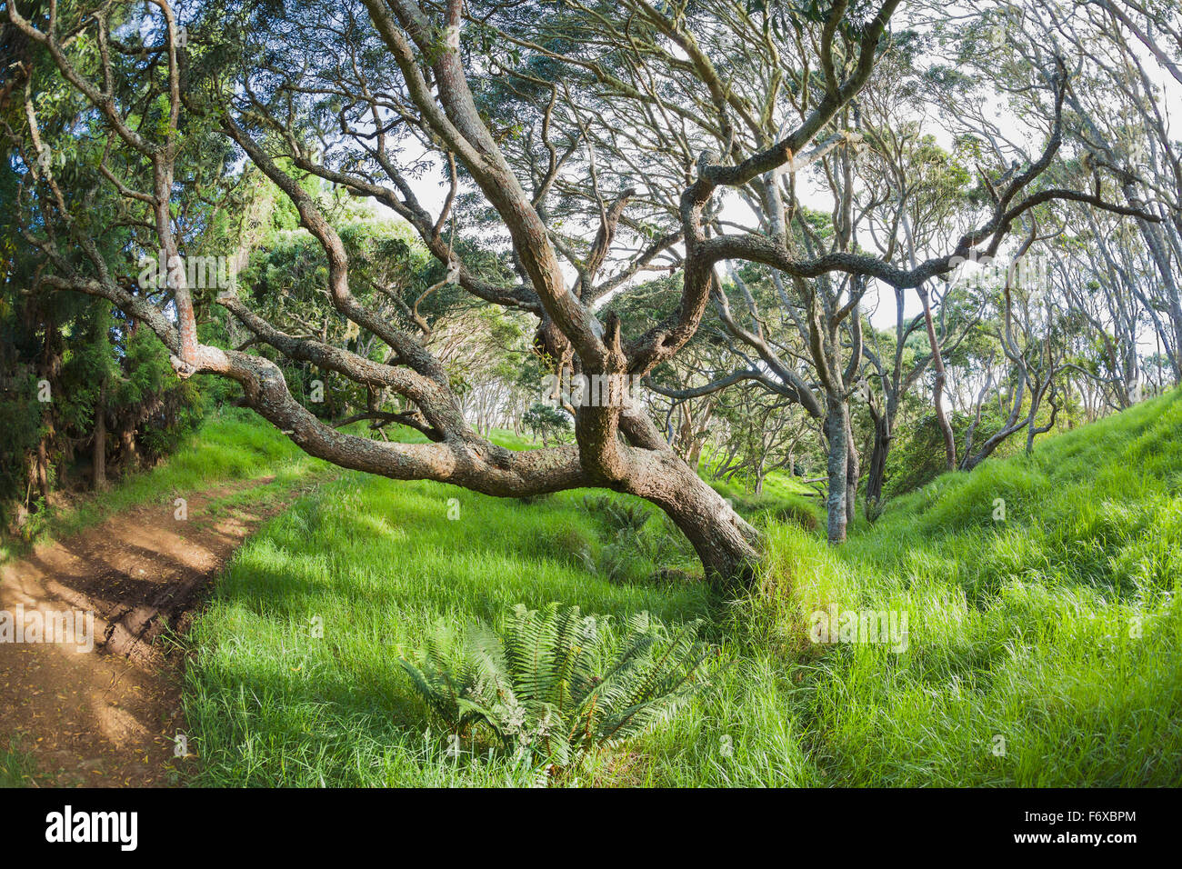 Koa trees (Koa acacia) in Keanakolu State Park along Mana Road; Keanakolu, Island of Hawaii, Hawaii, United States of America Stock Photo