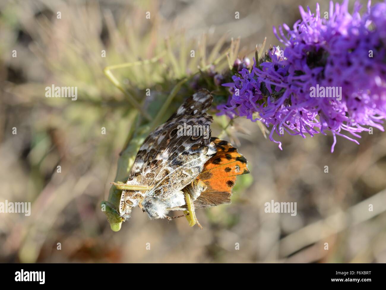 Praying mantis eating a butterfly Stock Photo
