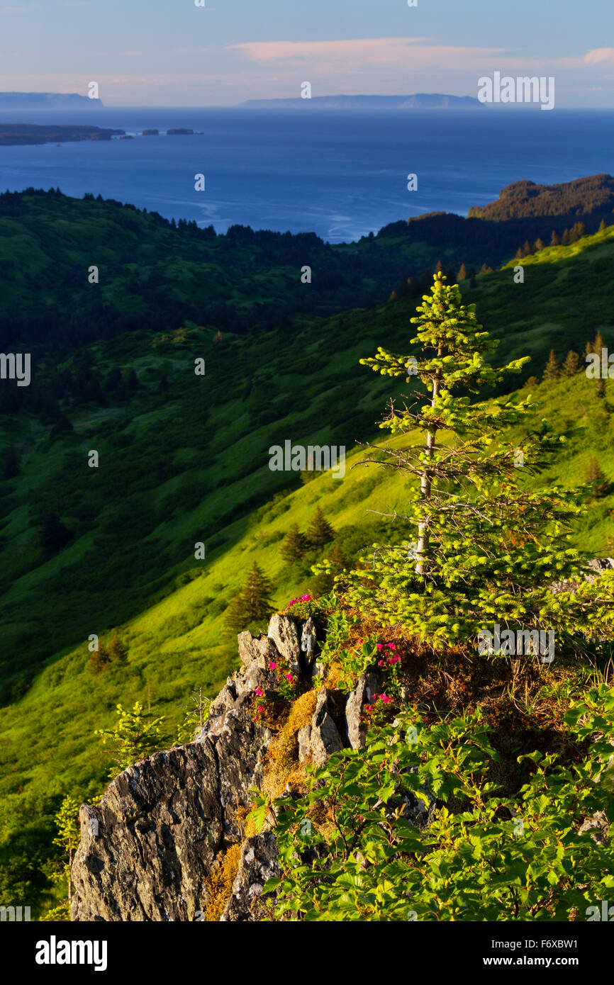 Scenic View From Pillar Mountain Of Coastal Kodiak Island With Kamchatka Rhododendrons (Rhododendron Camtschaticum) In The Foreground, Southwest Al... Stock Photo