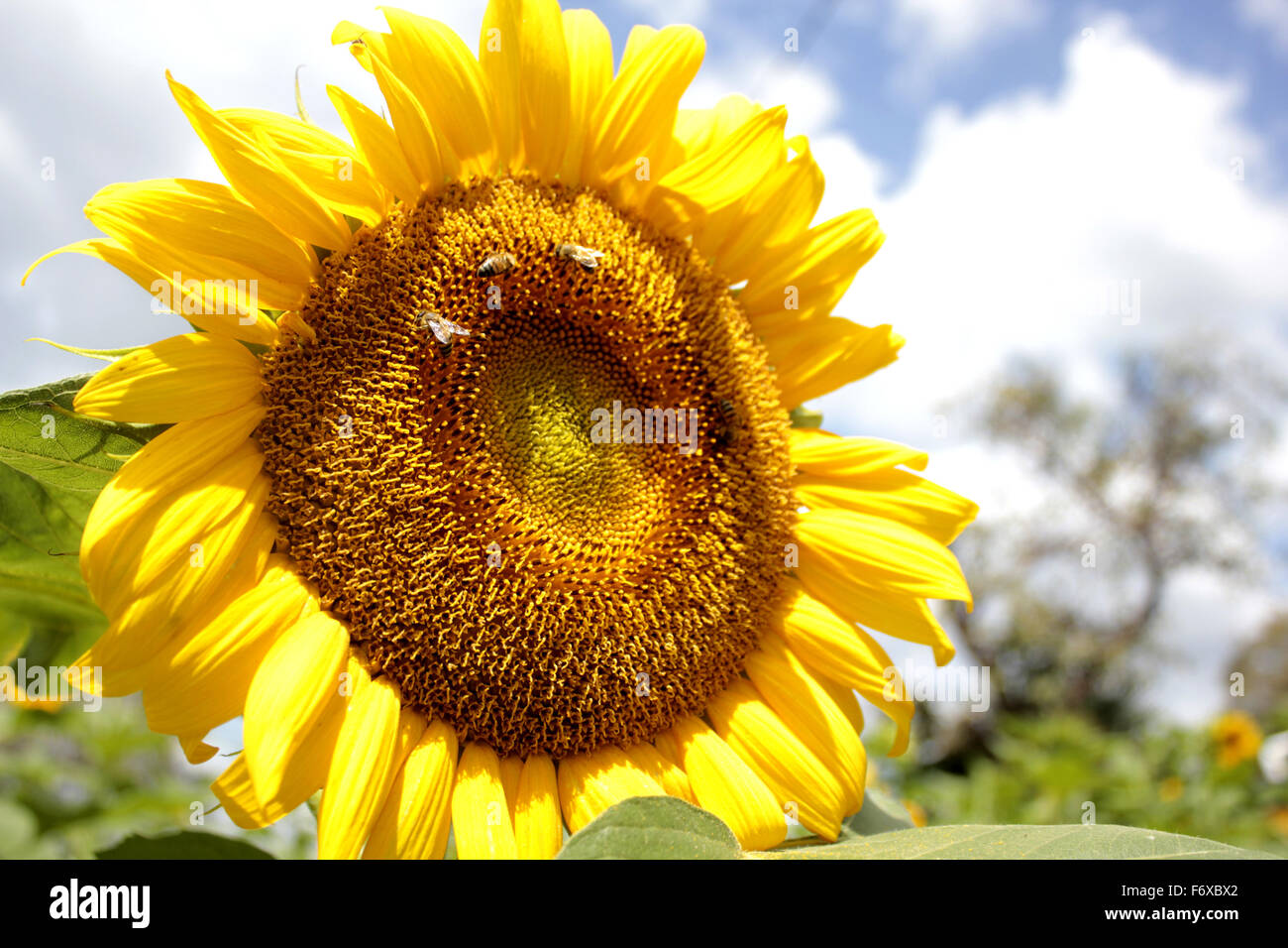 Sunflower in a plantation in northern Uganda Stock Photo Alamy