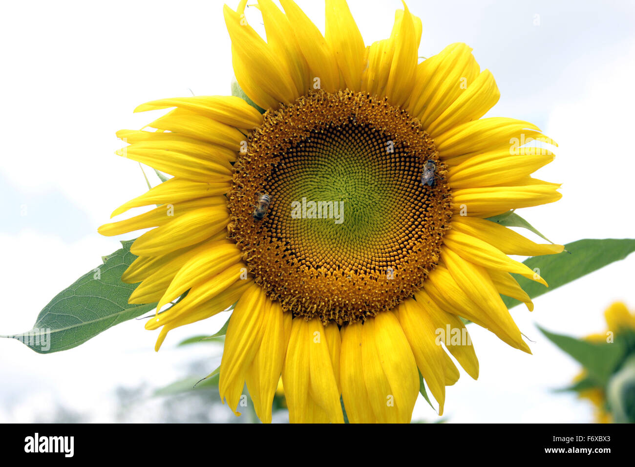 A sunflower in northern Uganda Stock Photo Alamy