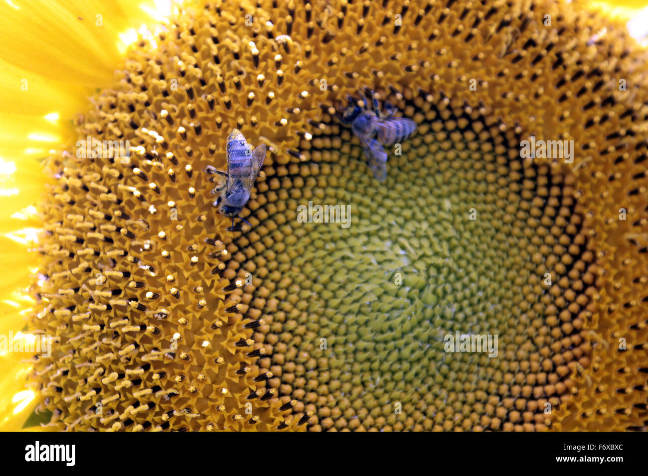 Honey bees feeding on nector on a sunflower garden Stock Photo