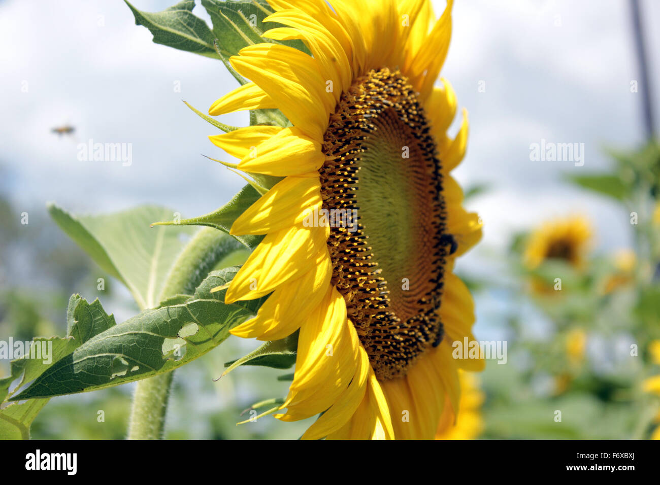 Uganda Flower Stock Photos & Uganda Flower Stock Images Alamy