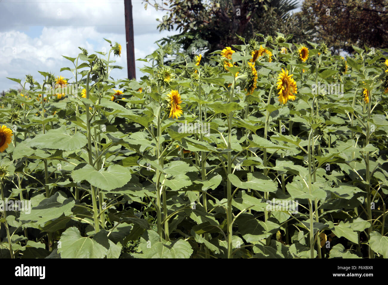 A sunflower garden in Otukei dostrict in northern Uganda Stock Photo