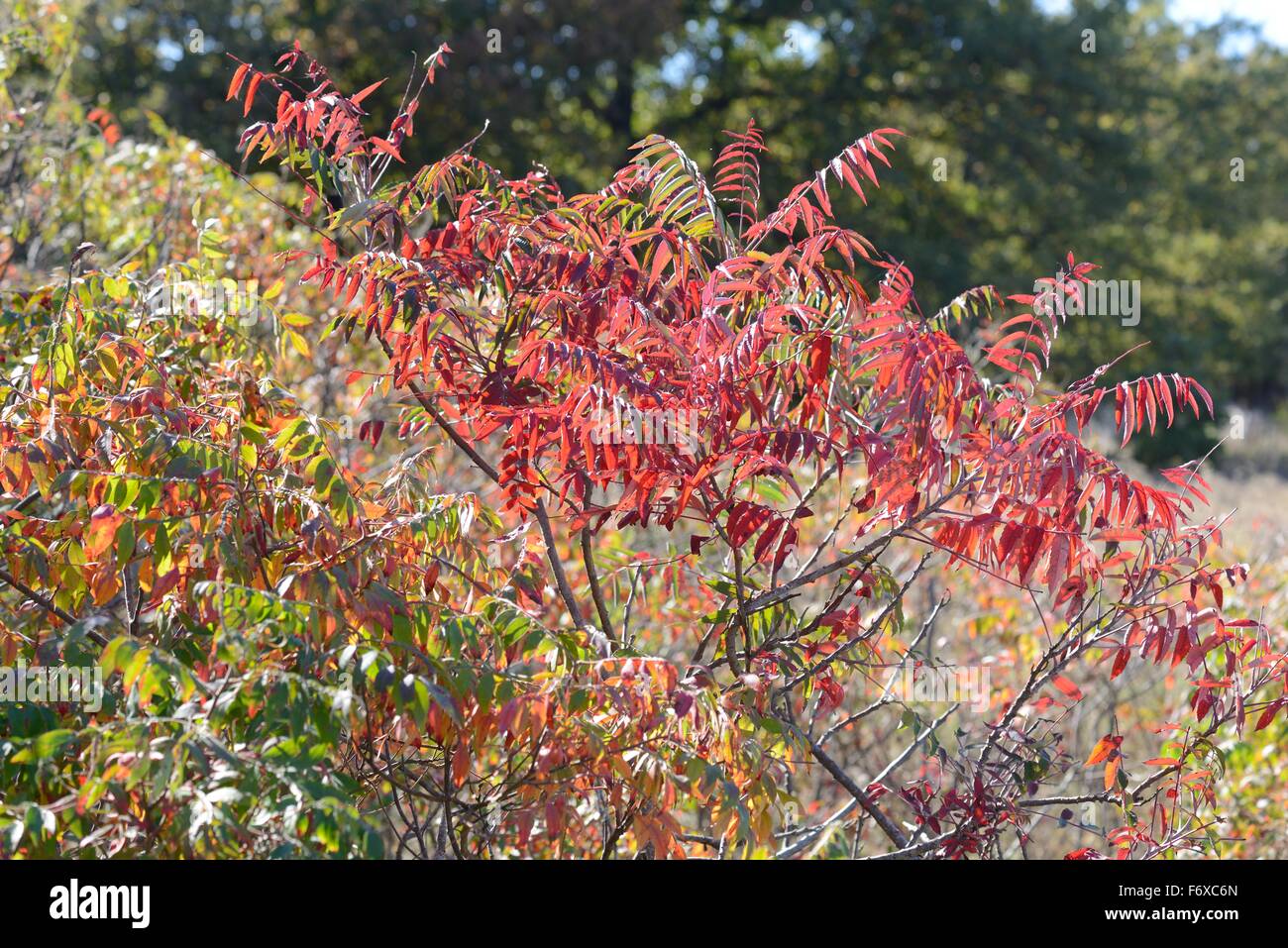 Smooth sumac trees in fall Stock Photo