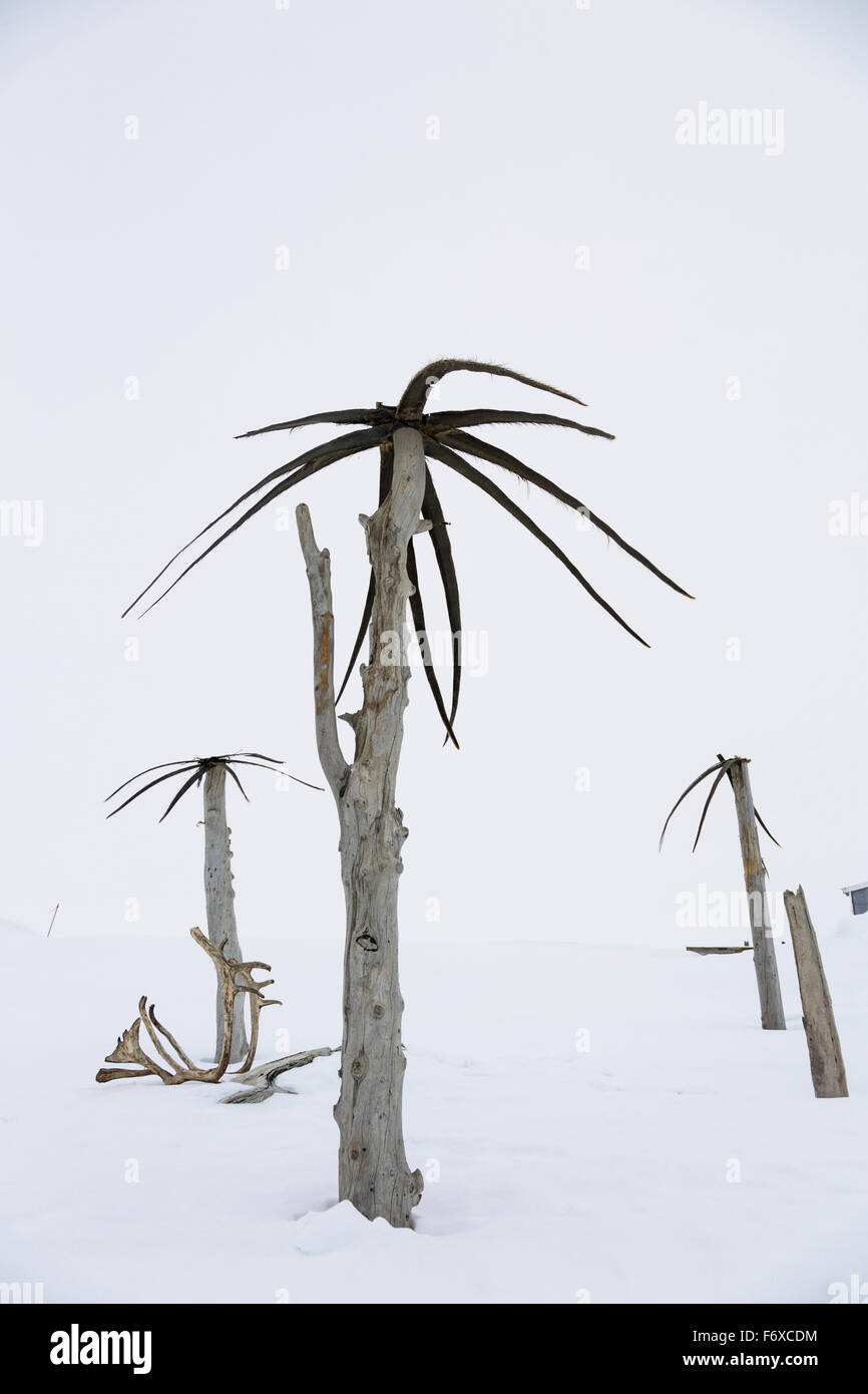 Makeshift Palm Trees Made From Dead Tree Trunks And Whale Baleen Decorate Snowbanks Outside A Barrow Home, Barrow, North Slope, Arctic Alaska, USA,... Stock Photo
