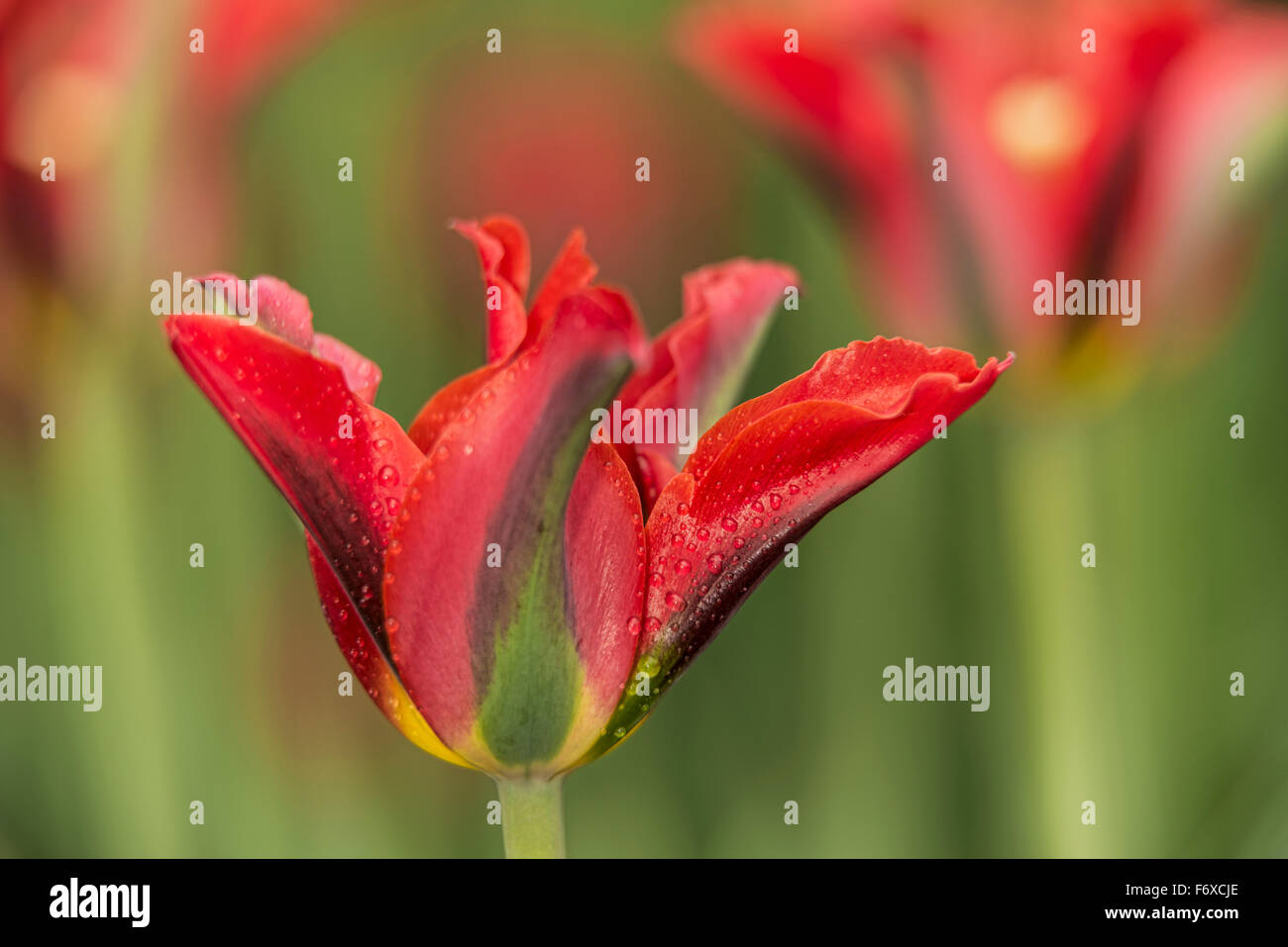 Triumph tulip, Pimpernel, (viridiflora) green, Brooklyn Botanic Garden