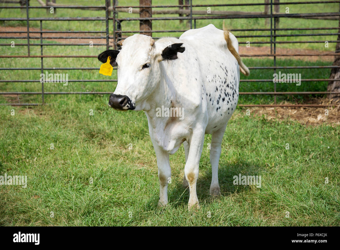 Nguni cow (cattle) on farm; Roodeplaat, Gautang, South Africa Stock