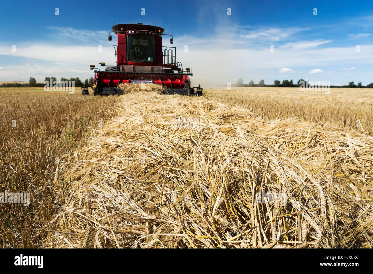 Combine harvesting a row of cut barley with blue sky and clouds; Acme