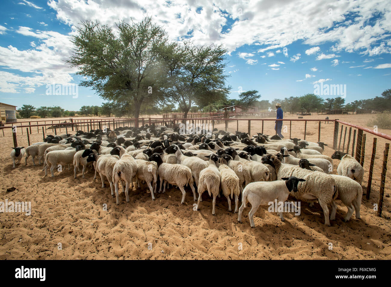 Sheep Breeds In Namibia